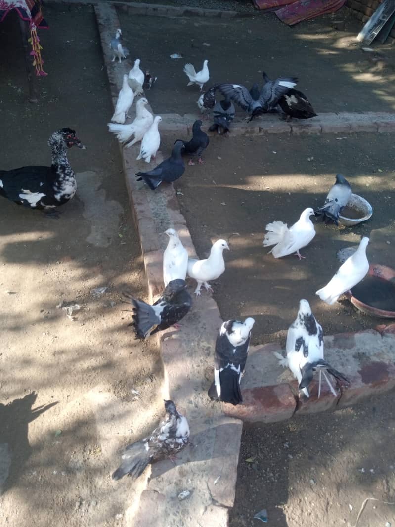 Pigeons 0
