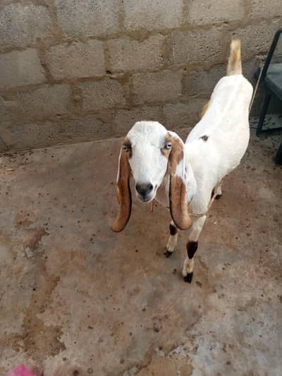 beetal nasly bakri whait eyes me he mondi
