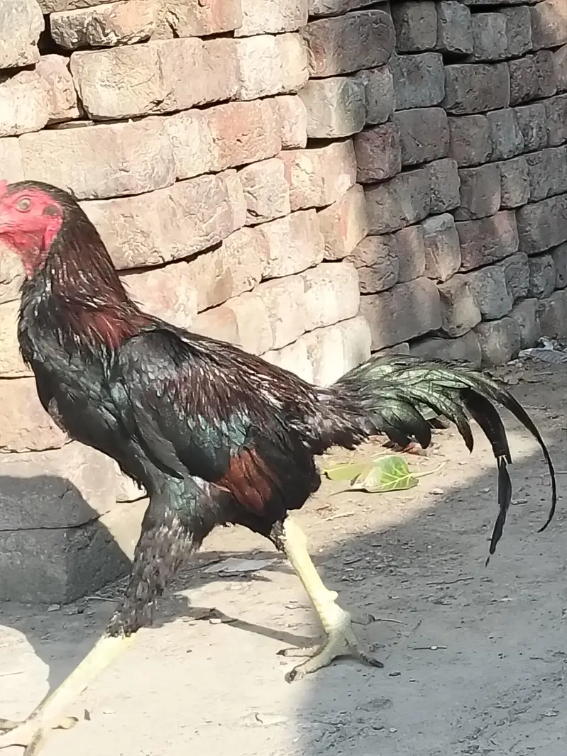 2 Male brother quality full active — photo 3