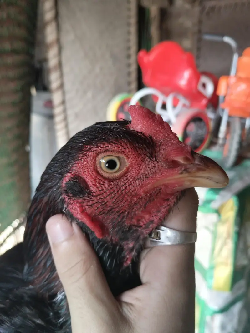 2 Male brother quality full active — photo 4