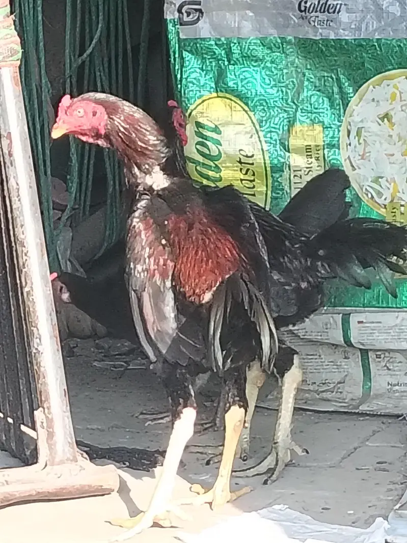 2 Male brother quality full active — photo 6