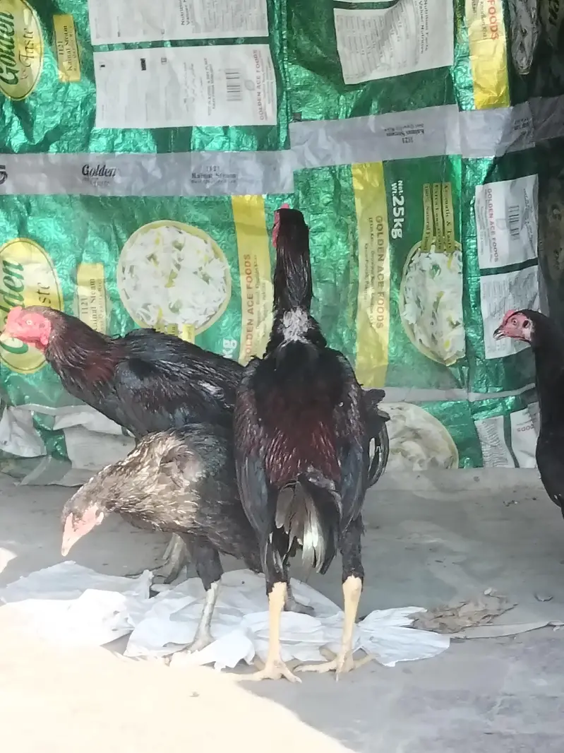2 Male brother quality full active — photo 7