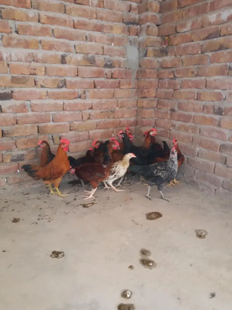 Desi golden misri pathy for sale — photo 2