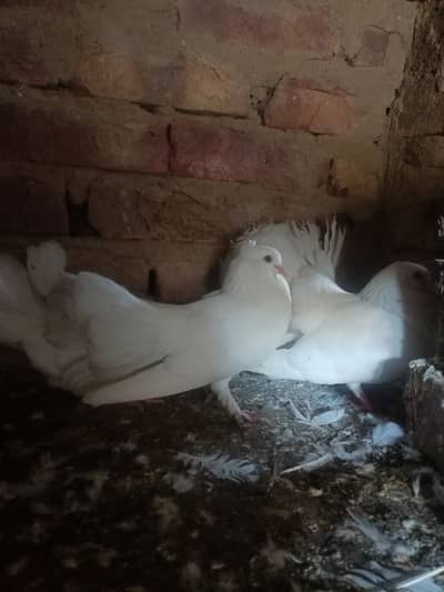 beautiful pair pigeons