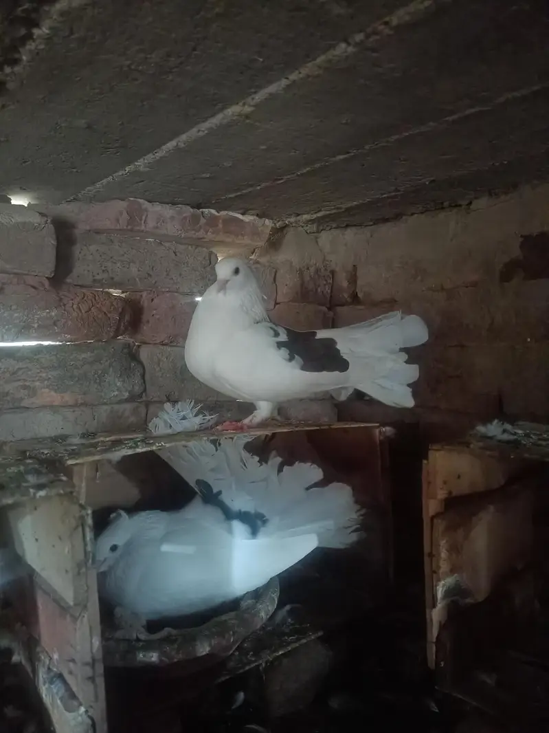 beautiful pair pigeons — photo 5