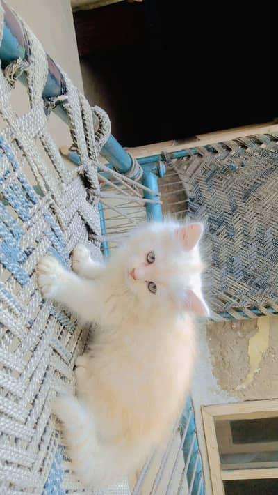 cats a
