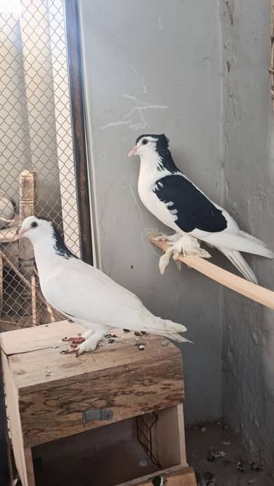 Shirazi (Sherazi) fancy pigeons breeder pair.
