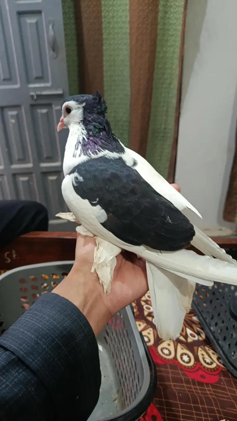 Shirazi (Sherazi) fancy pigeons breeder pair. — photo 2