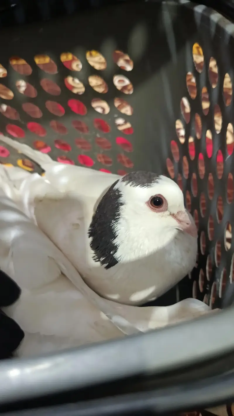 Shirazi (Sherazi) fancy pigeons breeder pair. — photo 3