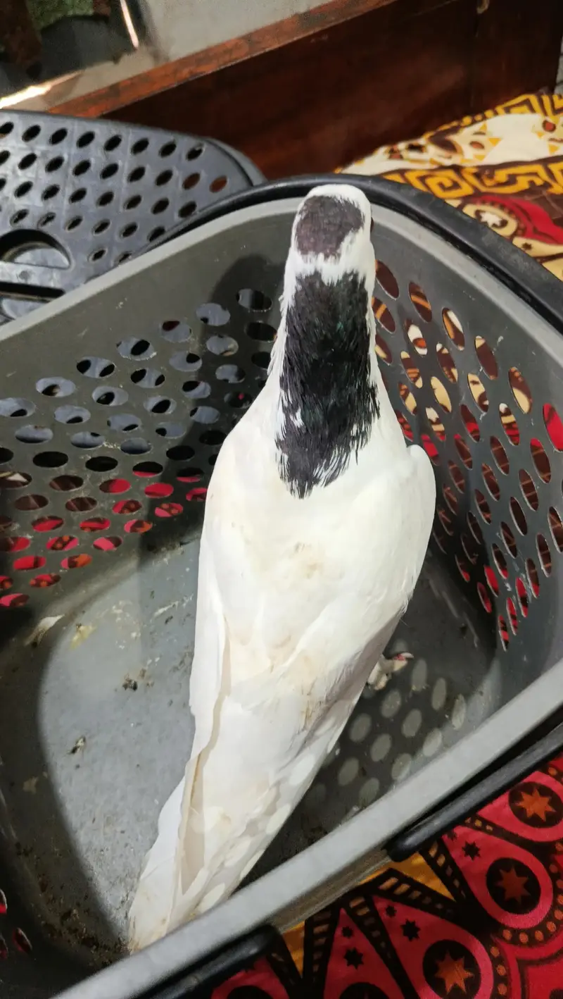 Shirazi (Sherazi) fancy pigeons breeder pair. — photo 4