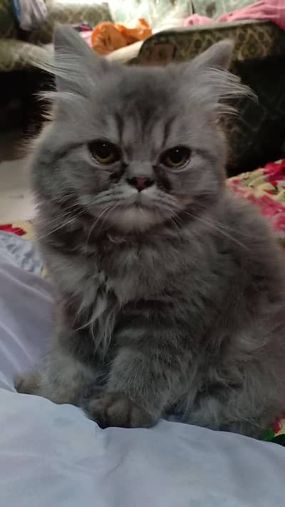grey Persian kitten and 8 month female grey