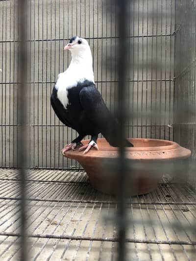 Karbalai female 4500