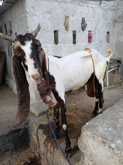 bakri i3 bachi 2 mail 1 femail