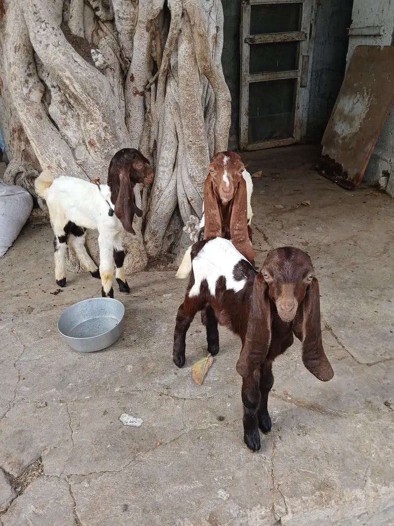 bakri i3 bachi 2 mail 1 femail — photo 2