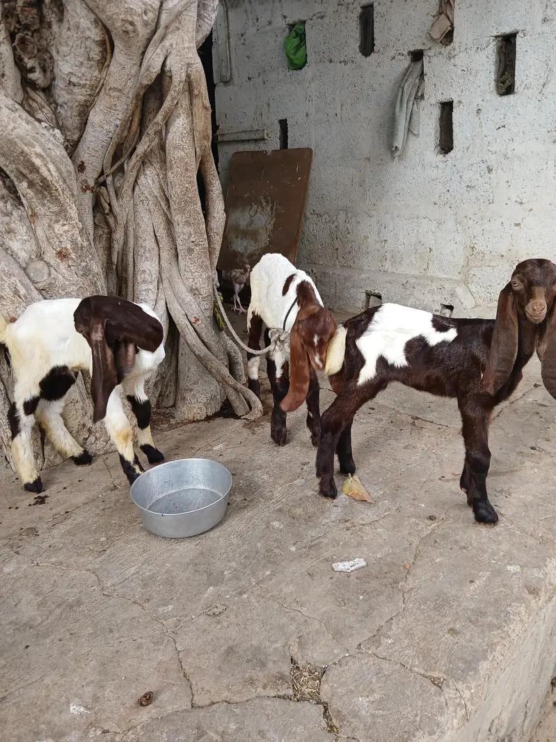 bakri i3 bachi 2 mail 1 femail — photo 3