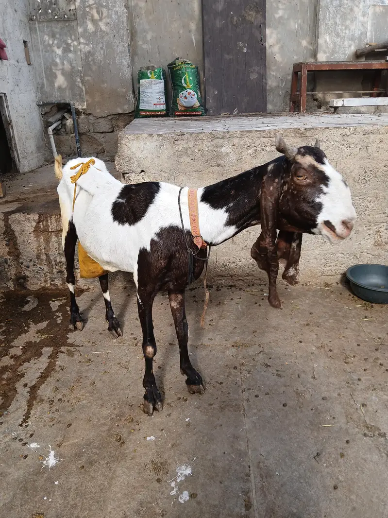 bakri i3 bachi 2 mail 1 femail — photo 4
