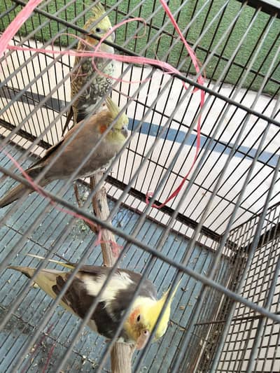 cocktail for sale
