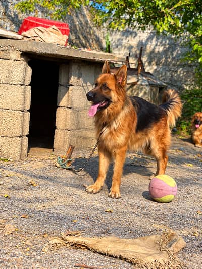 German shepherd Dog ( triple coated)