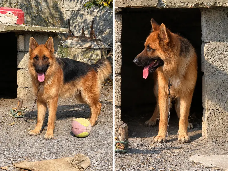 German shepherd Dog ( triple coated) — photo 2