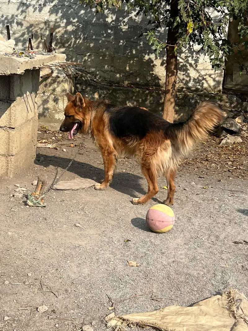 German shepherd Dog ( triple coated) — photo 4