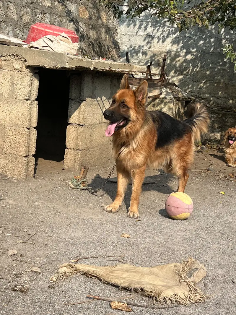 German shepherd Dog ( triple coated) — photo 5