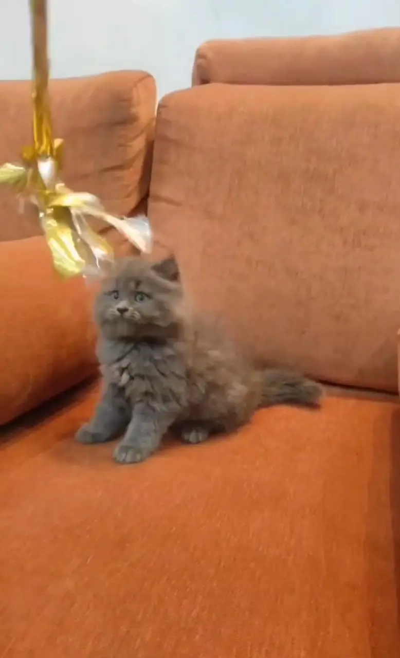Persian kittens | triple coat | fluffy | 0327//64100//26 — photo 6