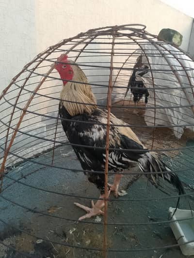 sell pair asseel mianwali