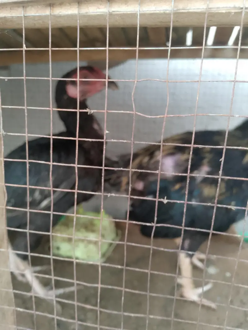 sell pair asseel mianwali — photo 2