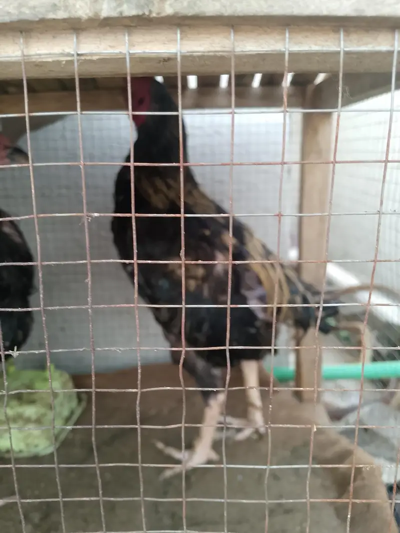 sell pair asseel mianwali — photo 3
