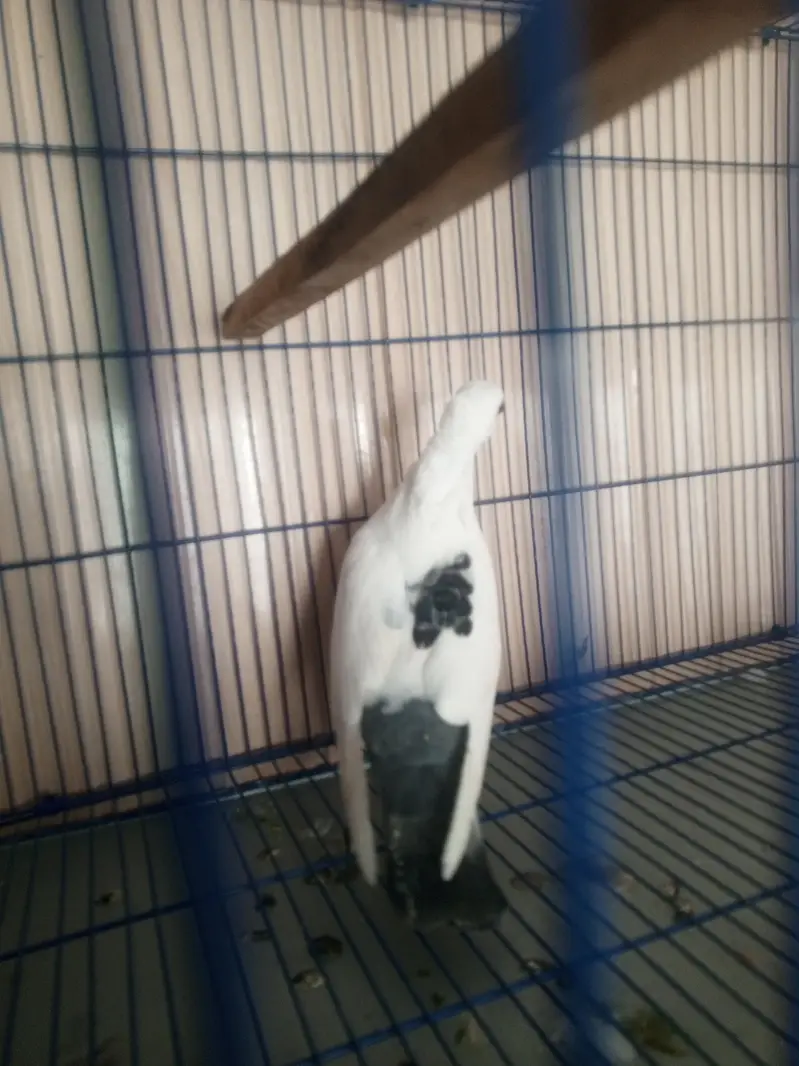 1 female sentient — photo 2