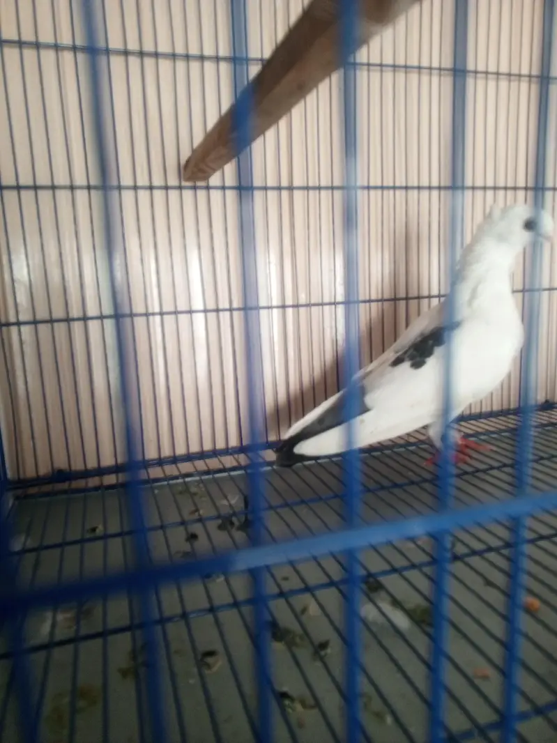 1 female sentient — photo 3
