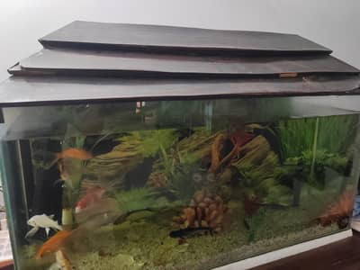 fish aquarium fish tank 80 centimeters no leak with alot of fish