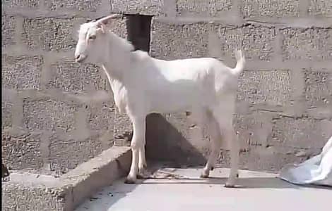 bakry for sale