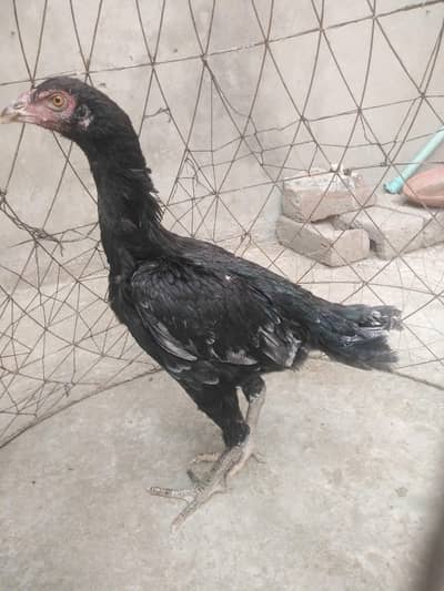 mother pic attach aseel pathi ready for this season