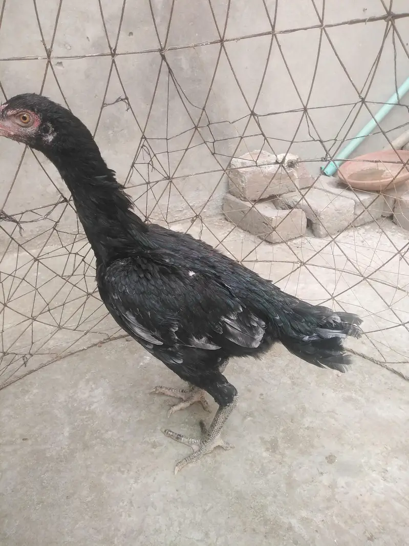 mother pic attach aseel pathi ready for this season — photo 3