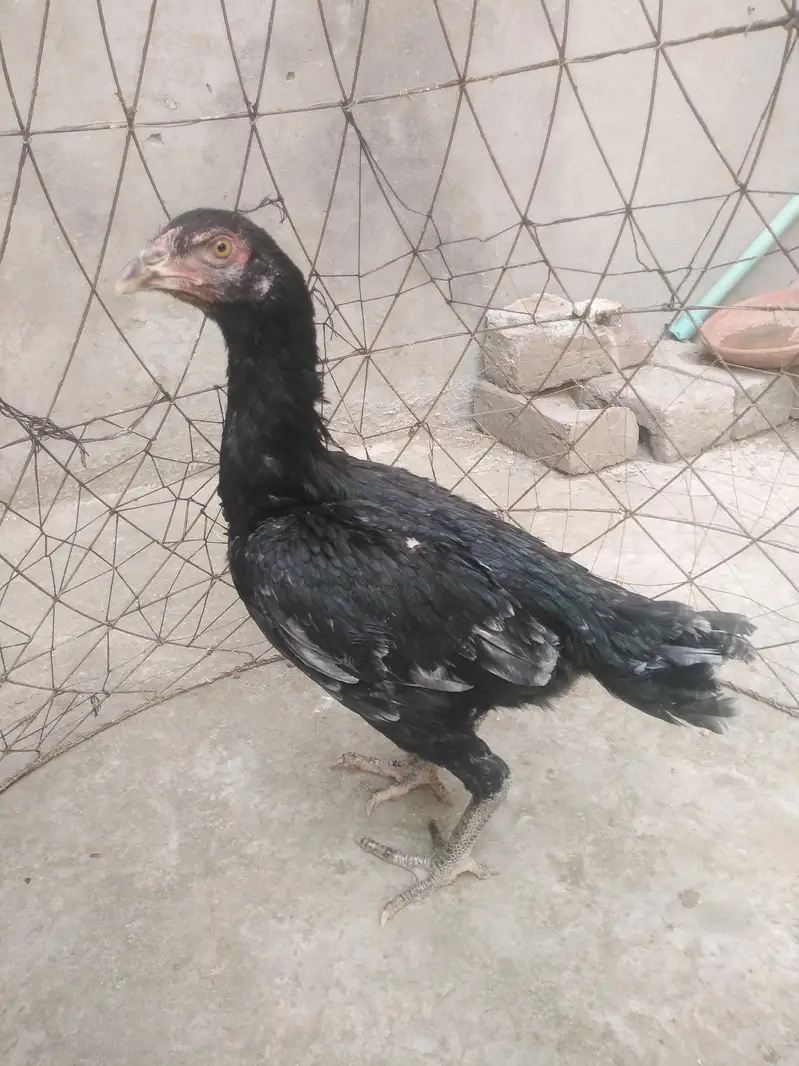 mother pic attach aseel pathi ready for this season — photo 4