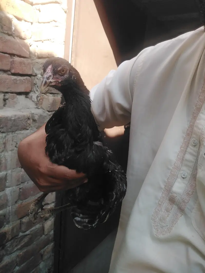 mother pic attach aseel pathi ready for this season — photo 5
