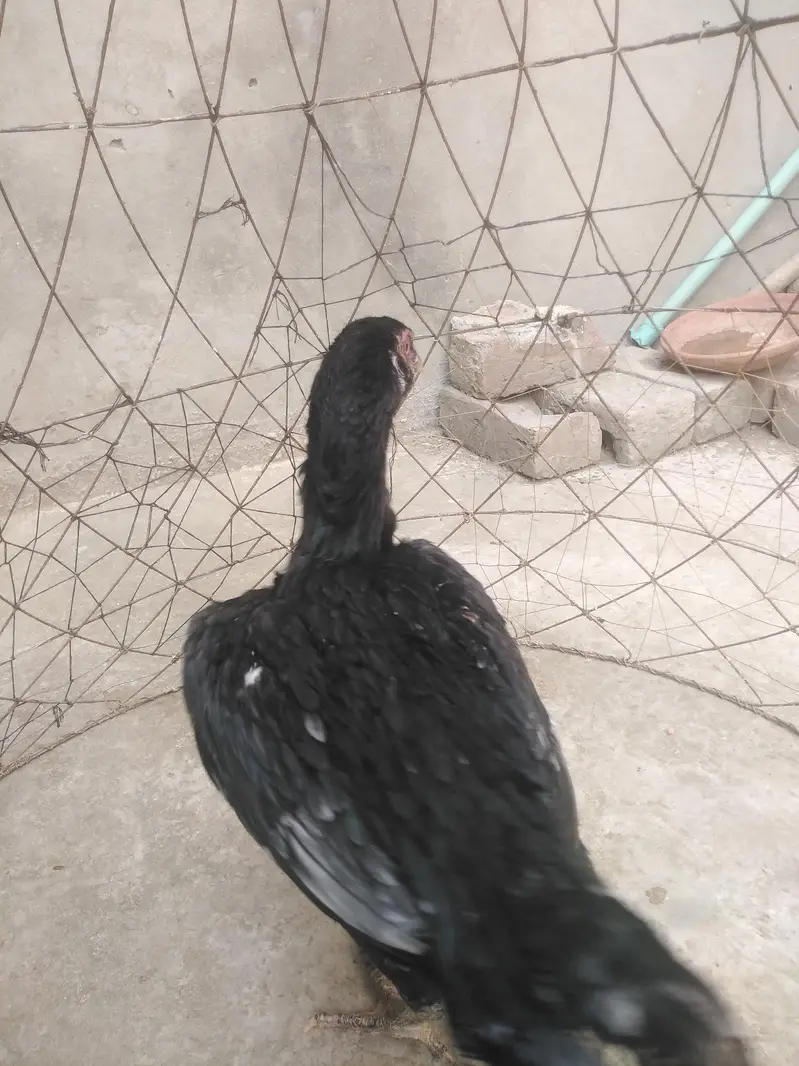 mother pic attach aseel pathi ready for this season — photo 6