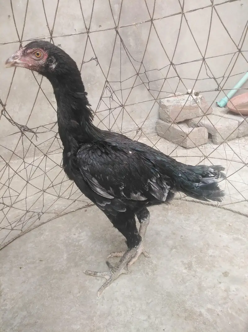 mother pic attach aseel pathi ready for this season — photo 7