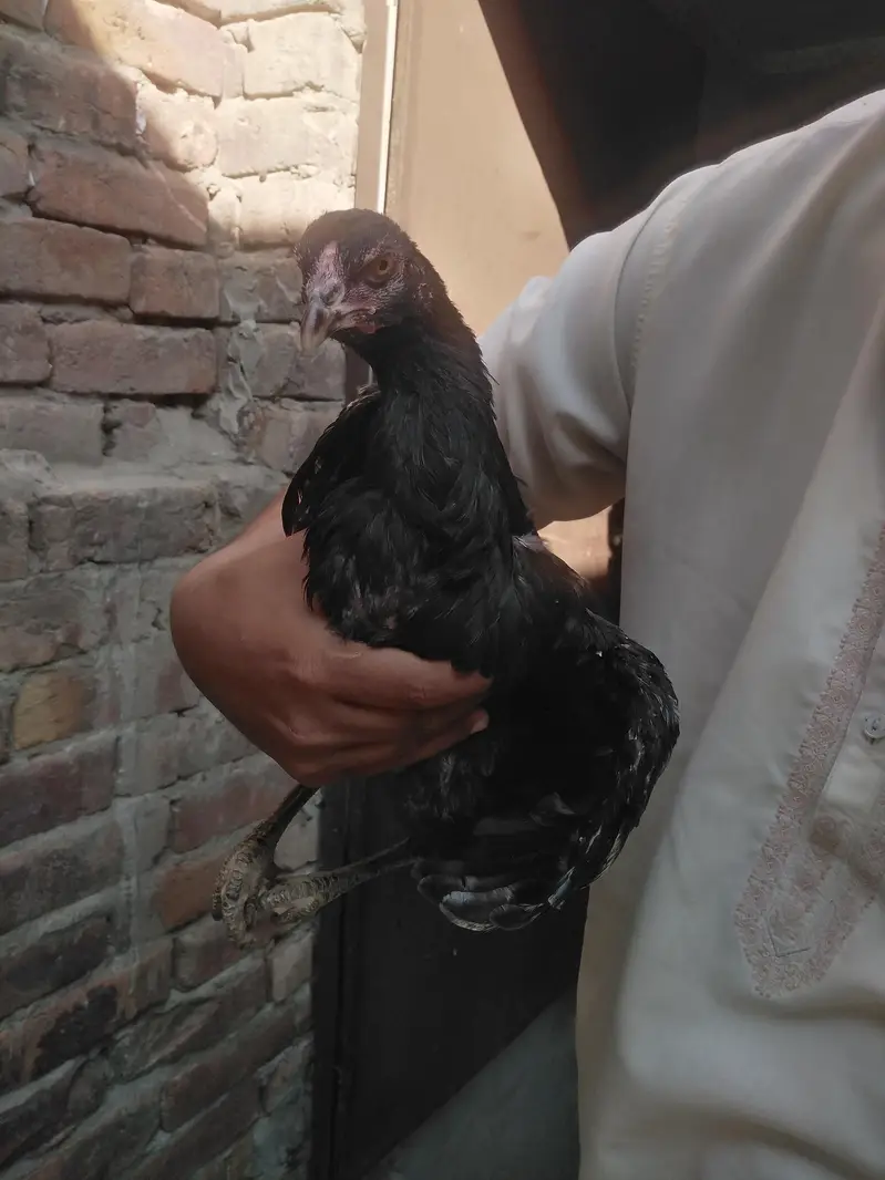 mother pic attach aseel pathi ready for this season — photo 8