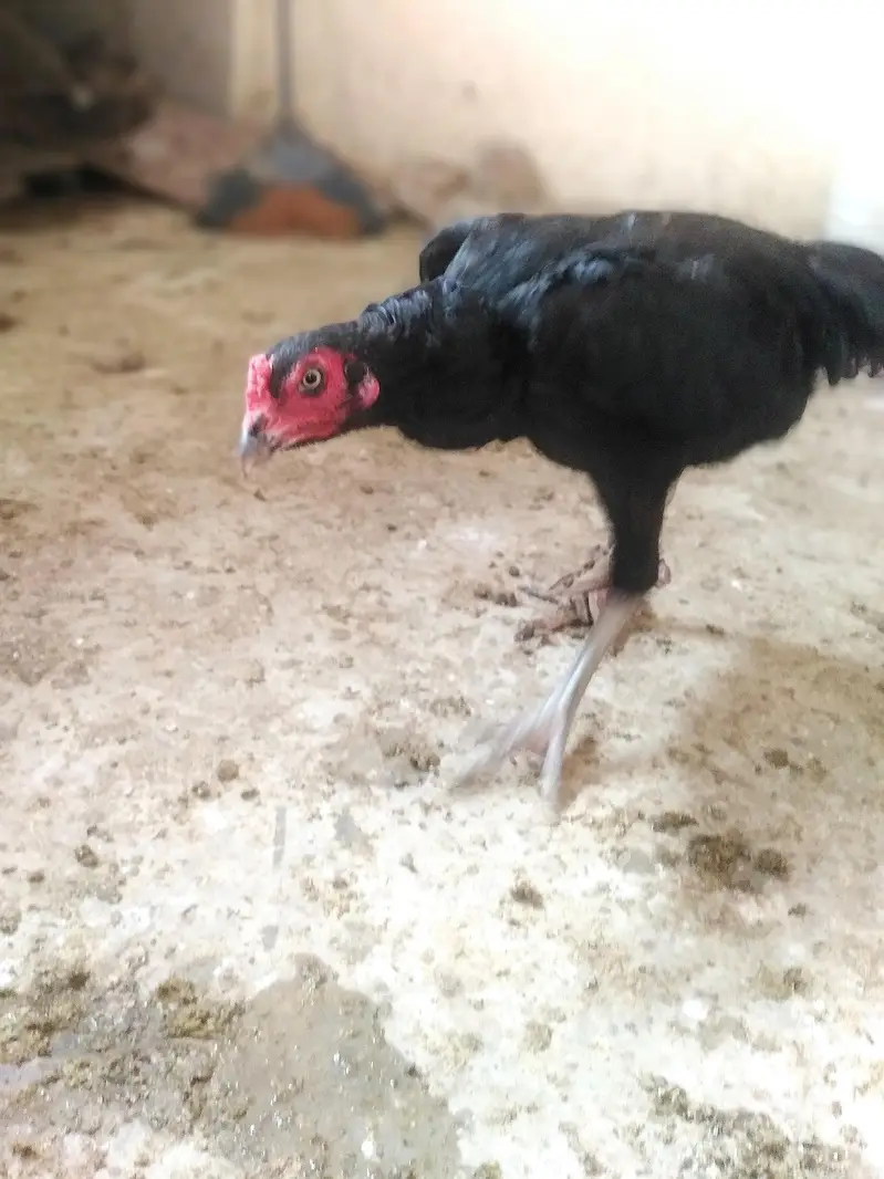 mother pic attach aseel pathi ready for this season — photo 9