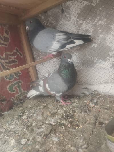Top quality breeder pair