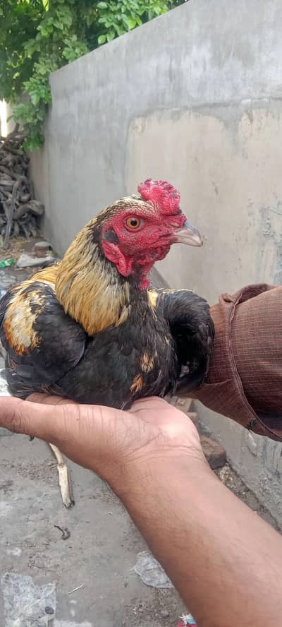 two lasani aseel for sale , each 15k