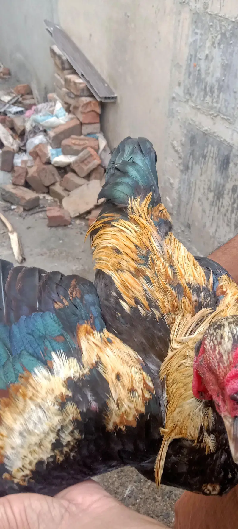 two lasani aseel for sale , each 15k — photo 2