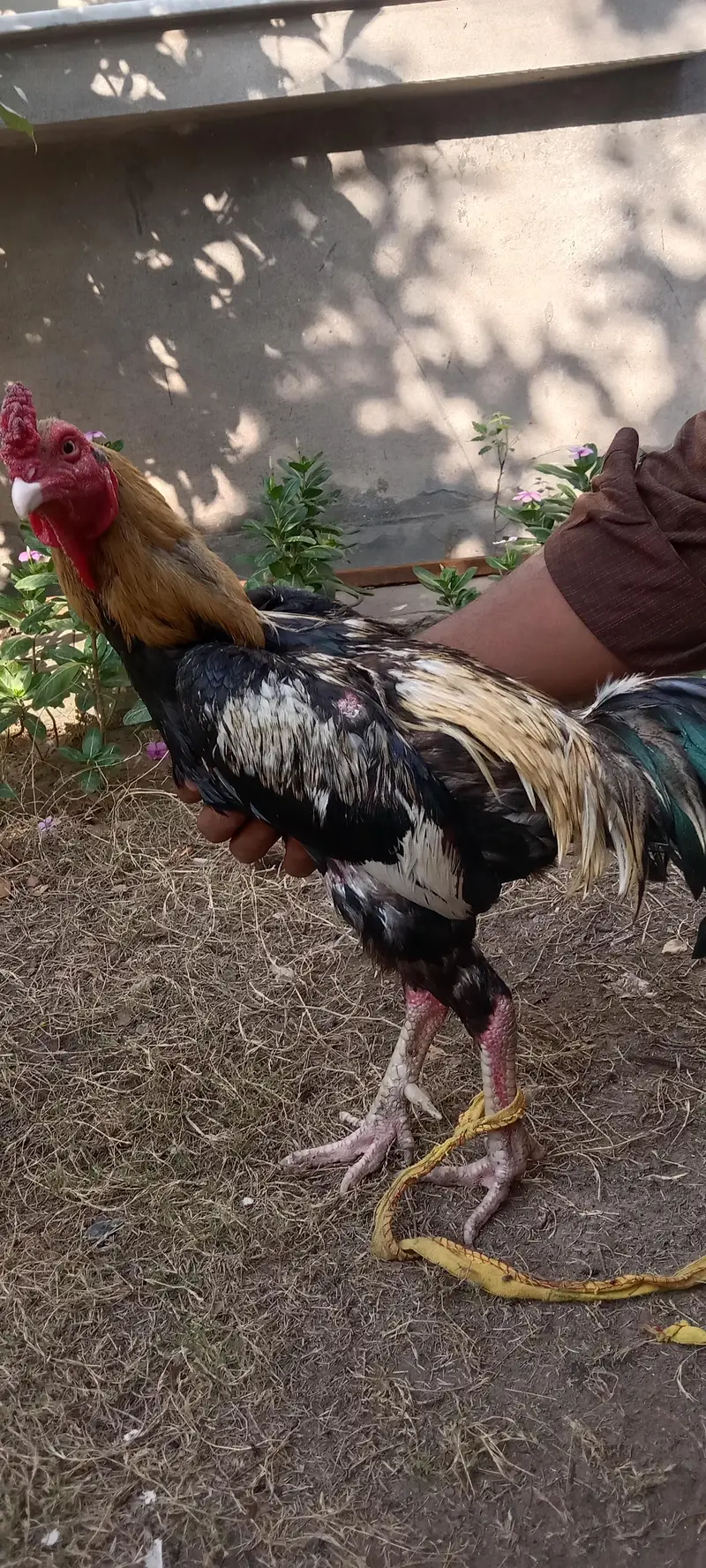 two lasani aseel for sale , each 15k — photo 3