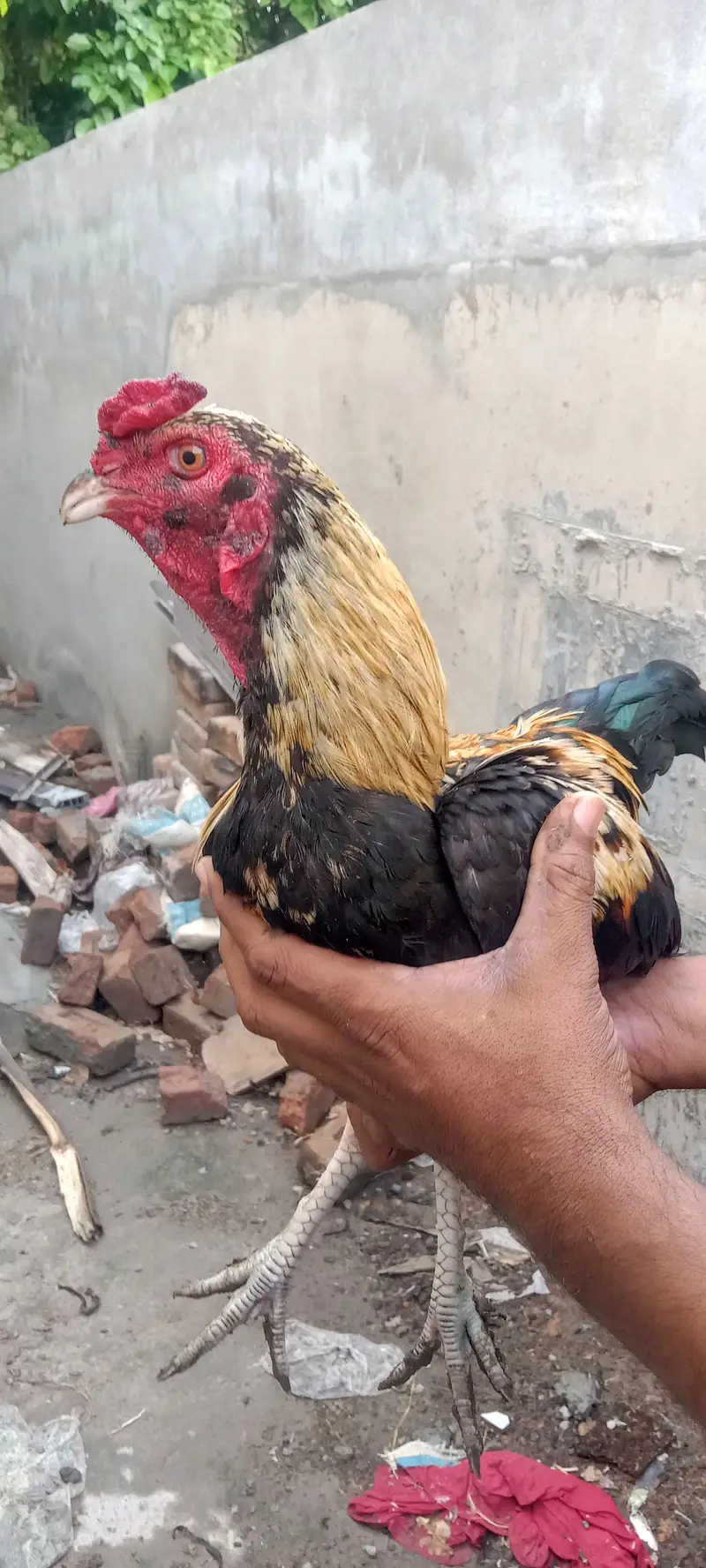 two lasani aseel for sale , each 15k — photo 4