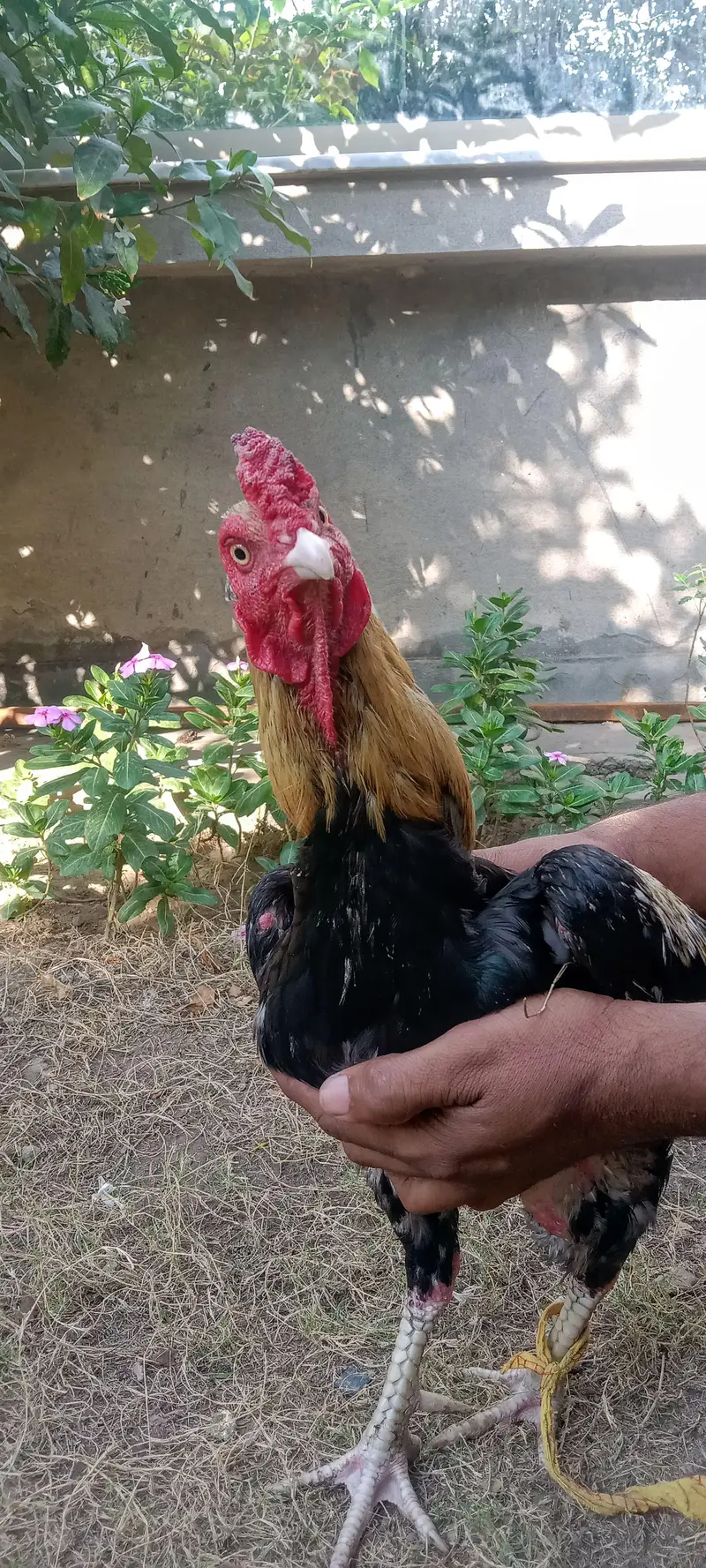 two lasani aseel for sale , each 15k — photo 7