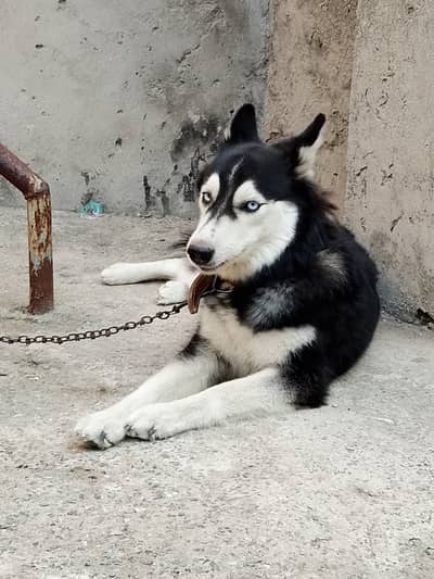 Surbian Huskai