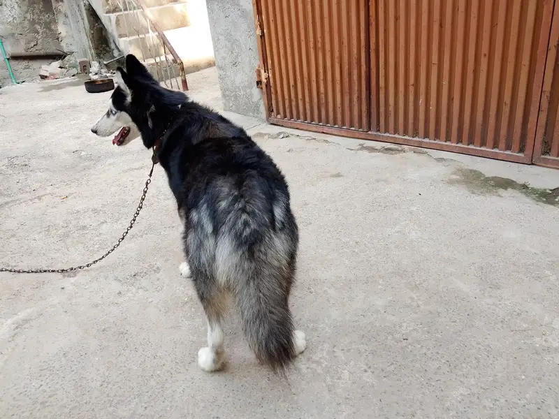 Surbian Huskai — photo 4