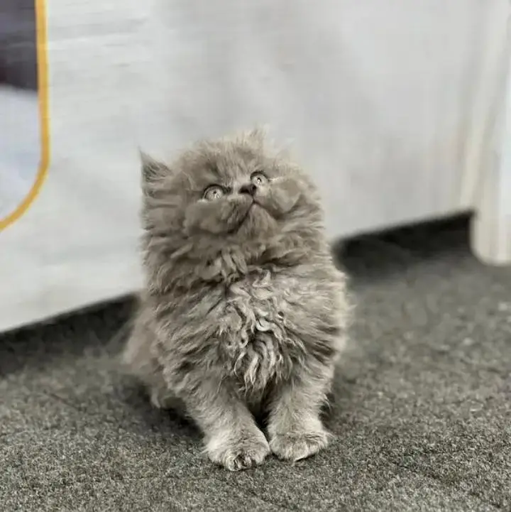 Persian kittens | triple coat | fluffy | 0327//64100//26 — photo 2